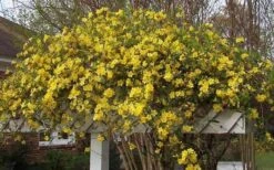 Butterscotch Yellow Jasmine (Jessamine) - Gelsemium Sempervirens - 1 Gallon Pot 14 Butterscotch Yellow Jasmine (Jessamine) - Gelsemium Sempervirens - 1 Gallon Pot -Garden Outdoor Plant Store Picture Jasmine Butterscotch Jessamine 3