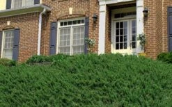 Blue Pacific Juniper - 1 Gallon Pot 16 Blue Pacific Juniper - 1 Gallon Pot -Garden Outdoor Plant Store Picture Juniper Blue Pacific Hill