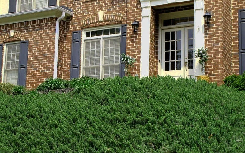 Blue Pacific Juniper - 1 Gallon Pot 9 Blue Pacific Juniper - 1 Gallon Pot - Image 7