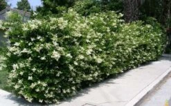 Wavy Leaf Ligustrum Recurvifolium - 1 Gallon Pot 15 Wavy Leaf Ligustrum Recurvifolium - 1 Gallon Pot -Garden Outdoor Plant Store Picture Ligustrum Wavy Leaf Hedge