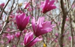 Ann Magnolia Tulip Tree - 5 Gallon Pot -Garden Outdoor Plant Store Picture Magnolia Ann 1