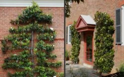 Kay Parris Southern Magnolia - 7 Gallon Pot (5-6') -Garden Outdoor Plant Store Picture Magnolia Little Gem Espalier 2 1