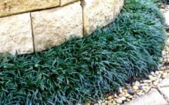 Dwarf Mondo Grass - 18 Count Flat Of Pint Pots -Garden Outdoor Plant Store Picture Mondo Grass Dwarf 4 1