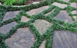 Dwarf Mondo Grass - 32 Pack Of 2.5" Pots 15 Dwarf Mondo Grass - 32 Pack Of 2.5" Pots -Garden Outdoor Plant Store Picture Mondo Grass Dwarf 6