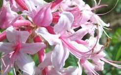 Varnadoes Phlox Pink Native Azalea - Rhododendron Canescens - 1 Gallon Pot 17 Varnadoes Phlox Pink Native Azalea - Rhododendron Canescens - 1 Gallon Pot -Garden Outdoor Plant Store Picture Native Azalea Varnadoes Pink Phlox Closeup