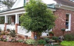 Fragrant White Tea Olive - 1 Gallon Pot 13 Fragrant White Tea Olive - 1 Gallon Pot -Garden Outdoor Plant Store Picture Tea Olive Tree