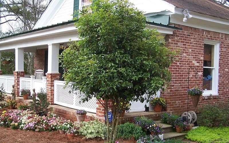 Fragrant White Tea Olive - 1 Gallon Pot 8 Fragrant White Tea Olive - 1 Gallon Pot - Image 6