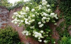Chinese Snowball Viburnum Bush - 3 Gallon Pot 15 Chinese Snowball Viburnum Bush - 3 Gallon Pot -Garden Outdoor Plant Store Picture Viburnum Chinese Snowball Espalier