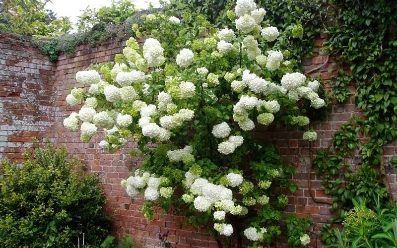 Chinese Snowball Viburnum Bush - 6 Pack Of 1 Gallon Pots 8 Chinese Snowball Viburnum Bush - 6 Pack Of 1 Gallon Pots - Image 6