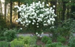 Chinese Snowball Viburnum Bush - 7 Gallon Pot (2-3') 16 Chinese Snowball Viburnum Bush - 7 Gallon Pot (2-3') -Garden Outdoor Plant Store Picture Viburnum Chinese Snowball Tree 1 1