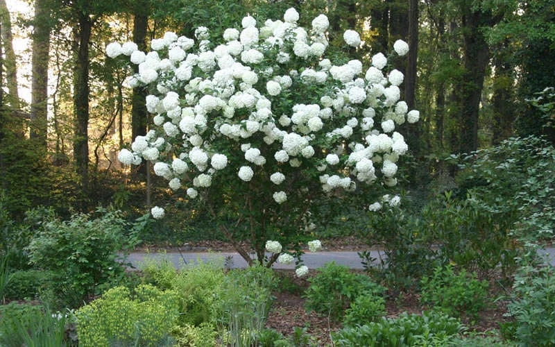 Chinese Snowball Viburnum Bush - 7 Gallon Pot (3-4') 9 Chinese Snowball Viburnum Bush - 7 Gallon Pot (3-4') - Image 7