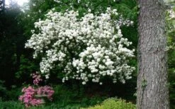 Chinese Snowball Viburnum Bush - 3 Gallon Pot 17 Chinese Snowball Viburnum Bush - 3 Gallon Pot -Garden Outdoor Plant Store Picture Viburnum Chinese Snowball Tree 2