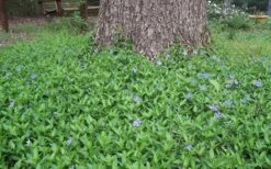 Evergreen Periwinkle - Vinca Minor - 6 Pack Of Pint Pots -Garden Outdoor Plant Store Picture Vinca Minor Around tree