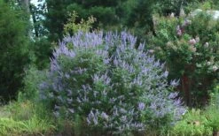 Blue Chaste Tree - Vitex Agnus-castus - 1 Gallon Pot -Garden Outdoor Plant Store Picture Vitex Chaste Tree 4