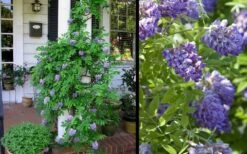 Amethyst Falls Wisteria Vine - 3 Gallon Pot 16 Amethyst Falls Wisteria Vine - 3 Gallon Pot -Garden Outdoor Plant Store Picture Wisteria Amethyst Falls 2 2