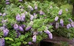 Amethyst Falls Wisteria Vine - 1 Gallon Pot -Garden Outdoor Plant Store Picture Wisteria Amethyst Falls 5
