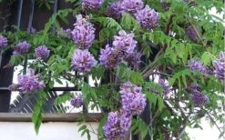 Amethyst Falls Wisteria Vine - 3 Gallon Pot 19 Amethyst Falls Wisteria Vine - 3 Gallon Pot -Garden Outdoor Plant Store Picture Wisteria Amethyst Falls Vine 1 2