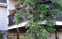 Amethyst Falls Wisteria Vine - 3 Gallon Pot 18 Amethyst Falls Wisteria Vine - 3 Gallon Pot -Garden Outdoor Plant Store Picture Wisteria Amethyst Falls Vine 3