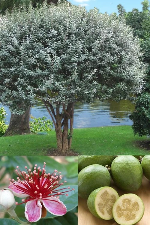 Pineapple Guava -Feijoa Sellowiana - 7 Gallon Pot 3 Pineapple Guava -Feijoa Sellowiana - 7 Gallon Pot