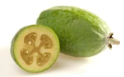 Pineapple Guava -Feijoa Sellowiana - 7 Gallon Pot 19 Pineapple Guava -Feijoa Sellowiana - 7 Gallon Pot -Garden Outdoor Plant Store Pineapple Guava Fruit