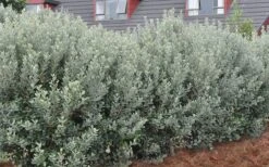 Pineapple Guava - Feijoa Sellowiana - 3 Gallon Pot 17 Pineapple Guava - Feijoa Sellowiana - 3 Gallon Pot -Garden Outdoor Plant Store Pineapple Guava Hedge 1