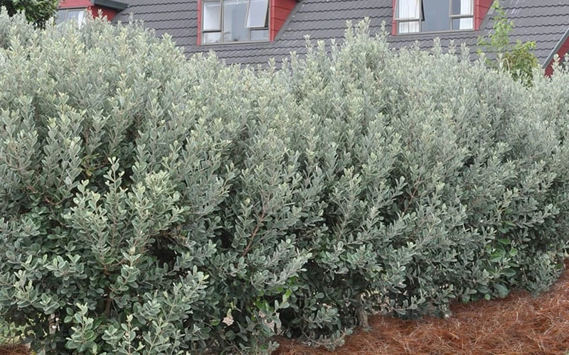 Pineapple Guava -Feijoa Sellowiana - 7 Gallon Pot 9 Pineapple Guava -Feijoa Sellowiana - 7 Gallon Pot - Image 7