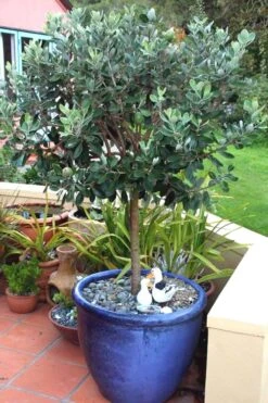 Pineapple Guava - Feijoa Sellowiana - 3 Gallon Pot 16 Pineapple Guava - Feijoa Sellowiana - 3 Gallon Pot -Garden Outdoor Plant Store Pineapple Guava In Pot 500x750 2