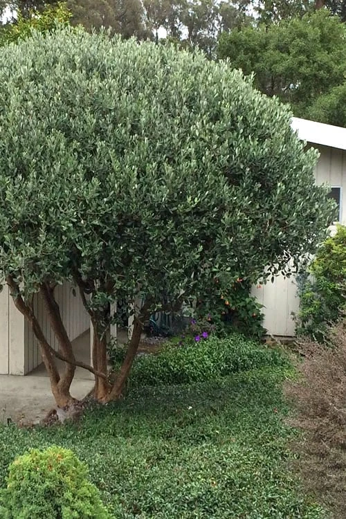 Pineapple Guava - Feijoa Sellowiana - 3 Gallon Pot 7 Pineapple Guava - Feijoa Sellowiana - 3 Gallon Pot - Image 5