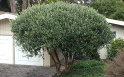 Pineapple Guava - Feijoa Sellowiana - 3 Gallon Pot 18 Pineapple Guava - Feijoa Sellowiana - 3 Gallon Pot -Garden Outdoor Plant Store Pineapple Guava Tree 22 1