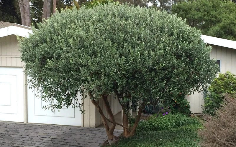 Pineapple Guava -Feijoa Sellowiana - 7 Gallon Pot 10 Pineapple Guava -Feijoa Sellowiana - 7 Gallon Pot - Image 8