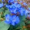 Hardy Blue Plumbago - Ceratostigma Plumbaginoides - 10 Pack Of Pint Pots