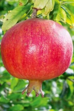 Russian 26 Cold Hardy Pomegranate - 6 Pack Of 1 Gallon Pots 15 Russian 26 Cold Hardy Pomegranate - 6 Pack Of 1 Gallon Pots -Garden Outdoor Plant Store Pomegranate Russian 26 10