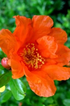 Russian 26 Cold Hardy Pomegranate - 1 Gallon Pot -Garden Outdoor Plant Store Pomegranate Russian 26 11 2