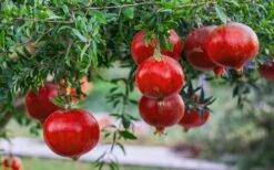 Russian 26 Cold Hardy Pomegranate - 3 Gallon Pot -Garden Outdoor Plant Store Pomegranate Russian 26 12 1