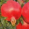Russian 26 Cold Hardy Pomegranate - 3 Gallon Pot 2 Russian 26 Cold Hardy Pomegranate - 3 Gallon Pot -Garden Outdoor Plant Store Pomegranate Russian 26 Rev 500x750 3