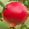Salavatski Cold Hardy Russian Pomegranate - 3 Gallon Pot 1 Salavatski Cold Hardy Russian Pomegranate - 3 Gallon Pot -Garden Outdoor Plant Store Pomegranate Salavatski 1