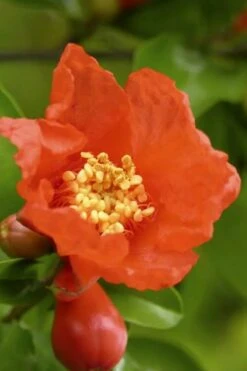 Salavatski Cold Hardy Russian Pomegranate - 3 Gallon Pot 12 Salavatski Cold Hardy Russian Pomegranate - 3 Gallon Pot -Garden Outdoor Plant Store Pomegranate Salavatski 3