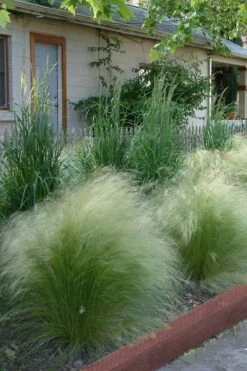 Pony Tails Mexican Feather Grass (Stipa Tennuissima) - 5 Pack Of Quart Pots -Garden Outdoor Plant Store Ponytails Grass Mexican Feather Rev 500x750 1