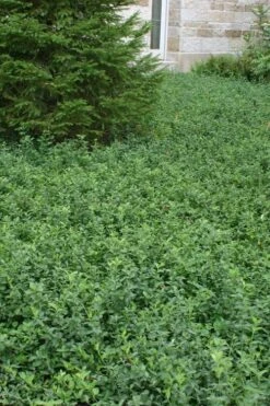 Purple Wintercreeper (Euonymus Fortunei 'Coloratus') - 6 Pack Of Pint Pots -Garden Outdoor Plant Store Purple Wintercreeper 5