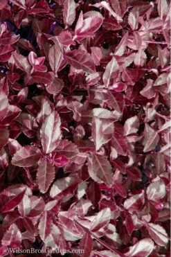 Purple Wintercreeper (Euonymus Fortunei 'Coloratus') - 6 Pack Of Pint Pots -Garden Outdoor Plant Store Purple Wintercreeper 7