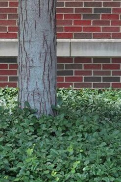 Purple Wintercreeper (Euonymus Fortunei 'Coloratus') - 6 Pack Of Pint Pots -Garden Outdoor Plant Store Purple Wintercreeper 8