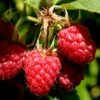 Heritage Raspberry - 1 Gallon Pot -Garden Outdoor Plant Store Raspberry Heritage 500x750 1