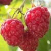 Nova Raspberry - 1 Gallon Pot -Garden Outdoor Plant Store Raspberry Nova 1