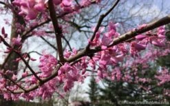 The Rising Sun Redbud Tree - 7 Gallon Pot (3-4') -Garden Outdoor Plant Store Redbud Rising Sun 31