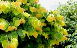 The Rising Sun Redbud Tree - 7 Gallon Pot (3-4') -Garden Outdoor Plant Store Redbud Rising Sun 33