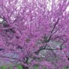 Eastern Redbud - 7 Gallon Pot 1 Eastern Redbud - 7 Gallon Pot -Garden Outdoor Plant Store Redbud Tree Eastern 500x750 2