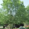 River Birch Tree (Betula Nigra) - 3 Pack Of 1.5 Quart Pots -Garden Outdoor Plant Store River Birch 10
