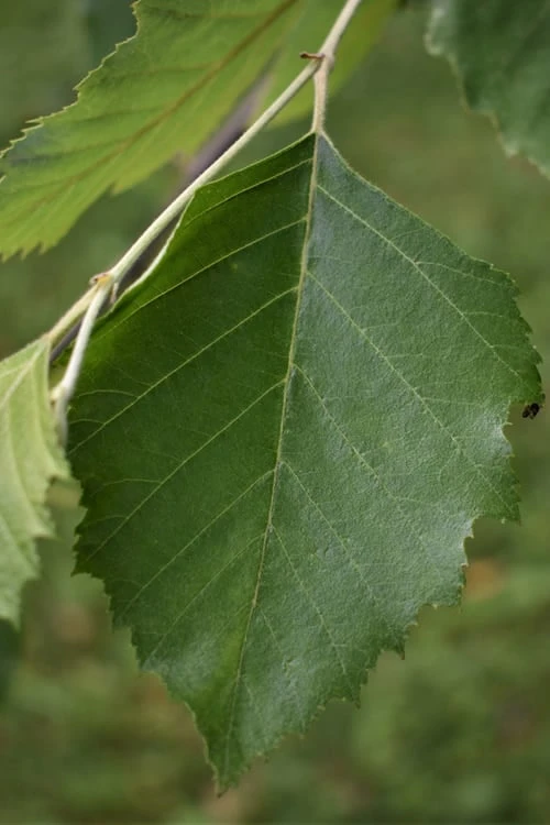 River Birch Tree (Single Trunk) - 3 Gallon Pot 7 River Birch Tree (Single Trunk) - 3 Gallon Pot - Image 5