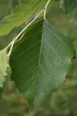 River Birch Tree (Betula Nigra) - 3 Pack Of 1.5 Quart Pots 12 River Birch Tree (Betula Nigra) - 3 Pack Of 1.5 Quart Pots -Garden Outdoor Plant Store River Birch 13