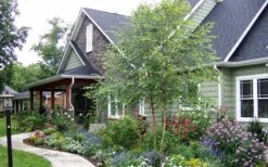 River Birch Tree (Betula Nigra) - 3 Pack Of 1.5 Quart Pots 13 River Birch Tree (Betula Nigra) - 3 Pack Of 1.5 Quart Pots -Garden Outdoor Plant Store River Birch Tree B